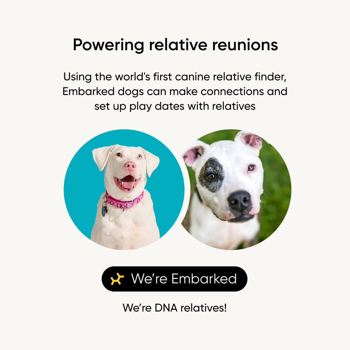 Embark Breed ID Dog DNA Test Kit – 400+ Breeds, 99% Breed Accuracy