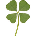Buy now Genuine Real 4 Four-Leaf Clover Green Irish Shamrock St. Patric's Day Luucky Charm Pressed Flower Stuff for Favours Supplies DIY Crafts Handmade Art Materials Medium Default at indiglob india