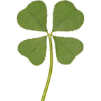Buy now Genuine Real 4 Four-Leaf Clover Green Irish Shamrock St. Patric's Day Luucky Charm Pressed Flower Stuff for Favours Supplies DIY Crafts Handmade Art Materials Medium Default at indiglob india