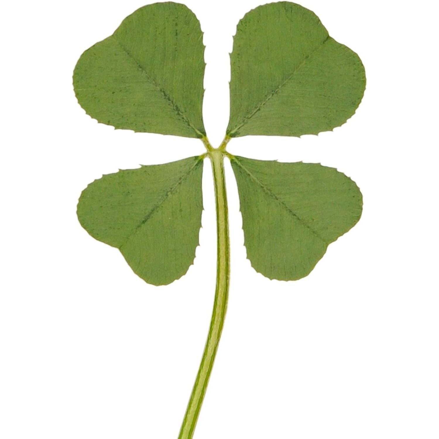 Buy now Genuine Real 4 Four-Leaf Clover Green Irish Shamrock St. Patric's Day Luucky Charm Pressed Flower Stuff for Favours Supplies DIY Crafts Handmade Art Materials Medium at indiglob india