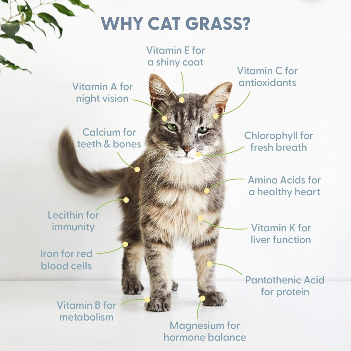 The Cat Ladies Cat Grass Refill Kit 100% Organic Cat Grass Seed and Coco Coir Soil Disks - 3 Pack