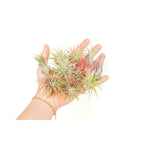 Air Plant Shop 12 Pack Assorted Ionantha Air Plants - Wholesale and Bulk - Succulents - Live Tillandsia - Easy Care Indoor and Outdoor House Plants