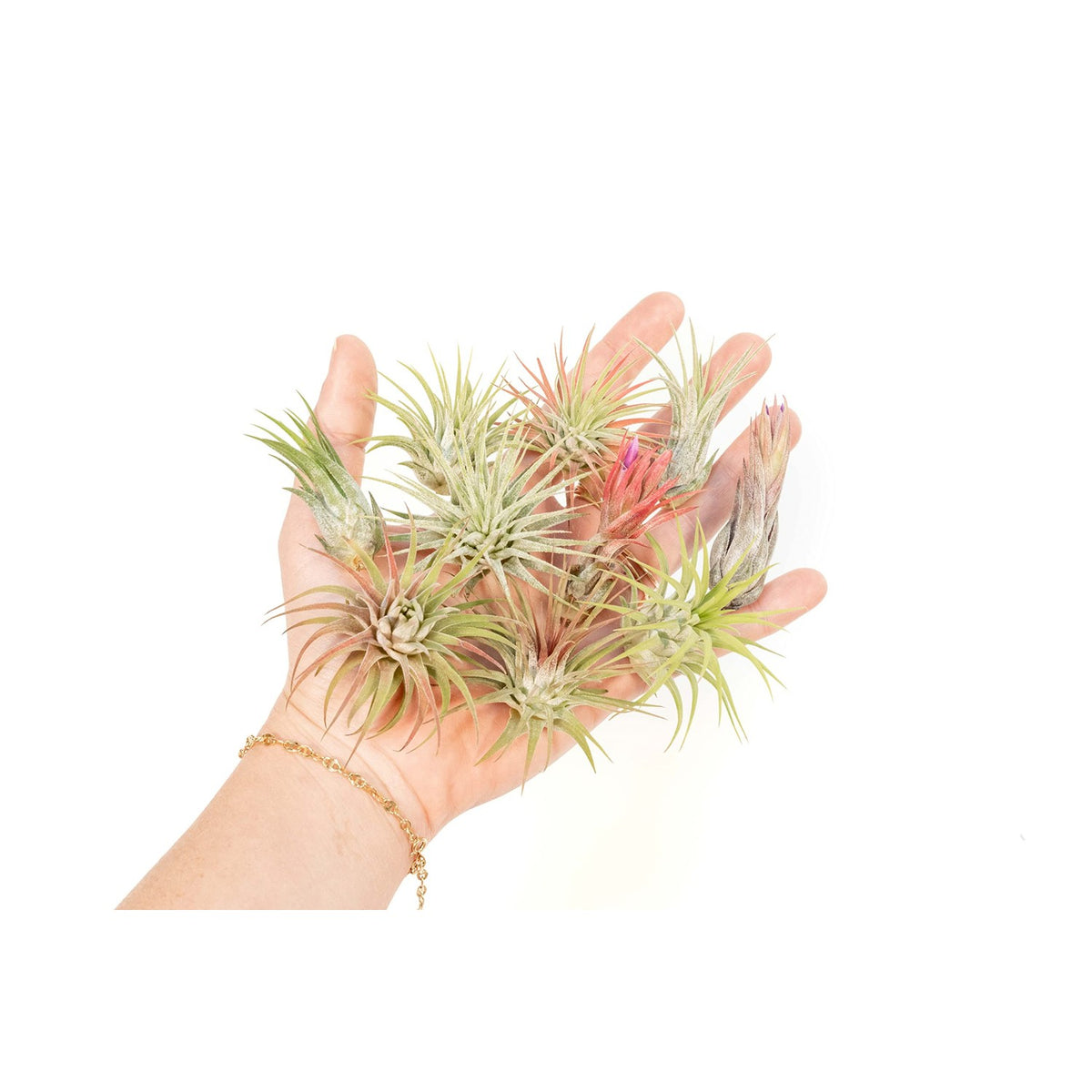 Air Plant Shop 12 Pack Assorted Ionantha Air Plants - Wholesale and Bulk - Succulents - Live Tillandsia - Easy Care Indoor and Outdoor House Plants