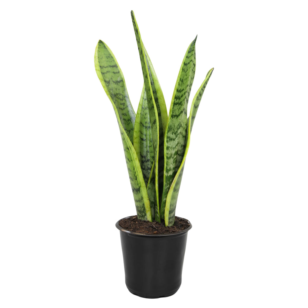 Altman Plants Live Snake Plant (Laurentii), Virtually Indestructible, Easy Succulent Houseplant, 4 in Pot