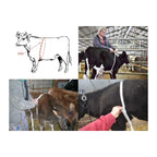 Buy now WIN TAPE Professional Cattle Weightband Weight & Height Tape Measure (Blue) at indiglob india