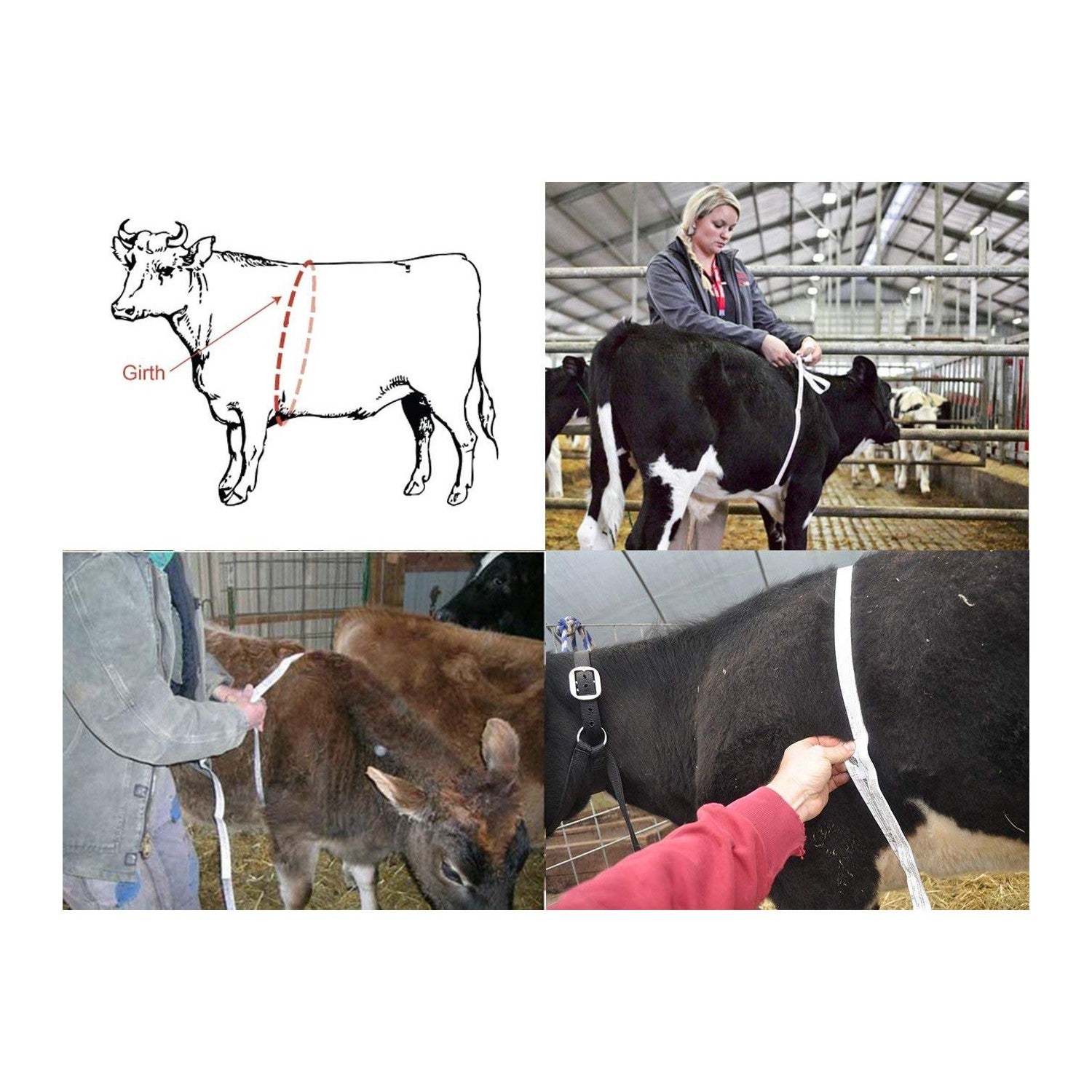 Buy now WIN TAPE Professional Cattle Weightband Weight & Height Tape Measure (Blue) at indiglob india