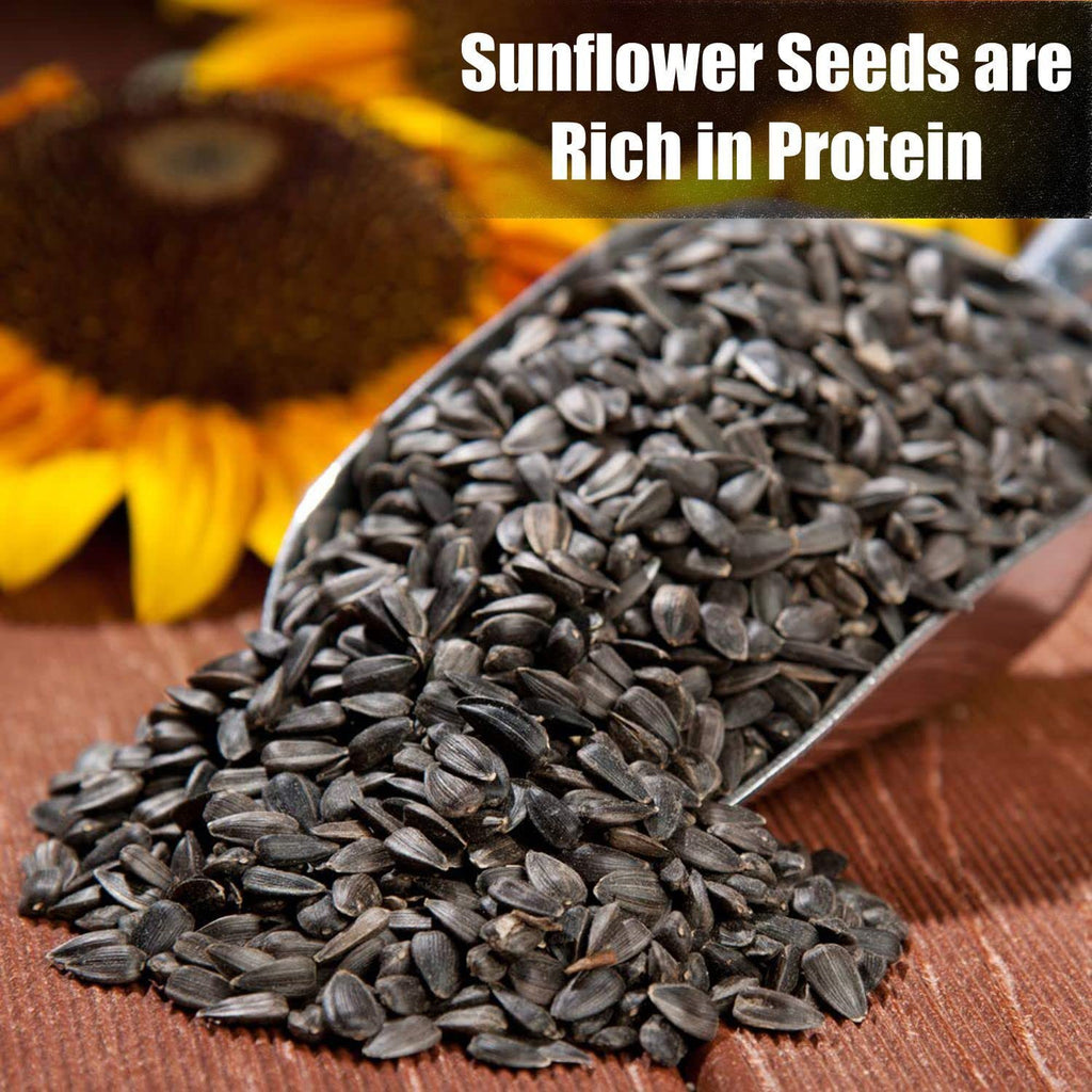 Wildlife Black Oil Sunflower Seeds for Birds and Wildlife, Non-GMO & USA Grown on Small Farms (50 lbs)