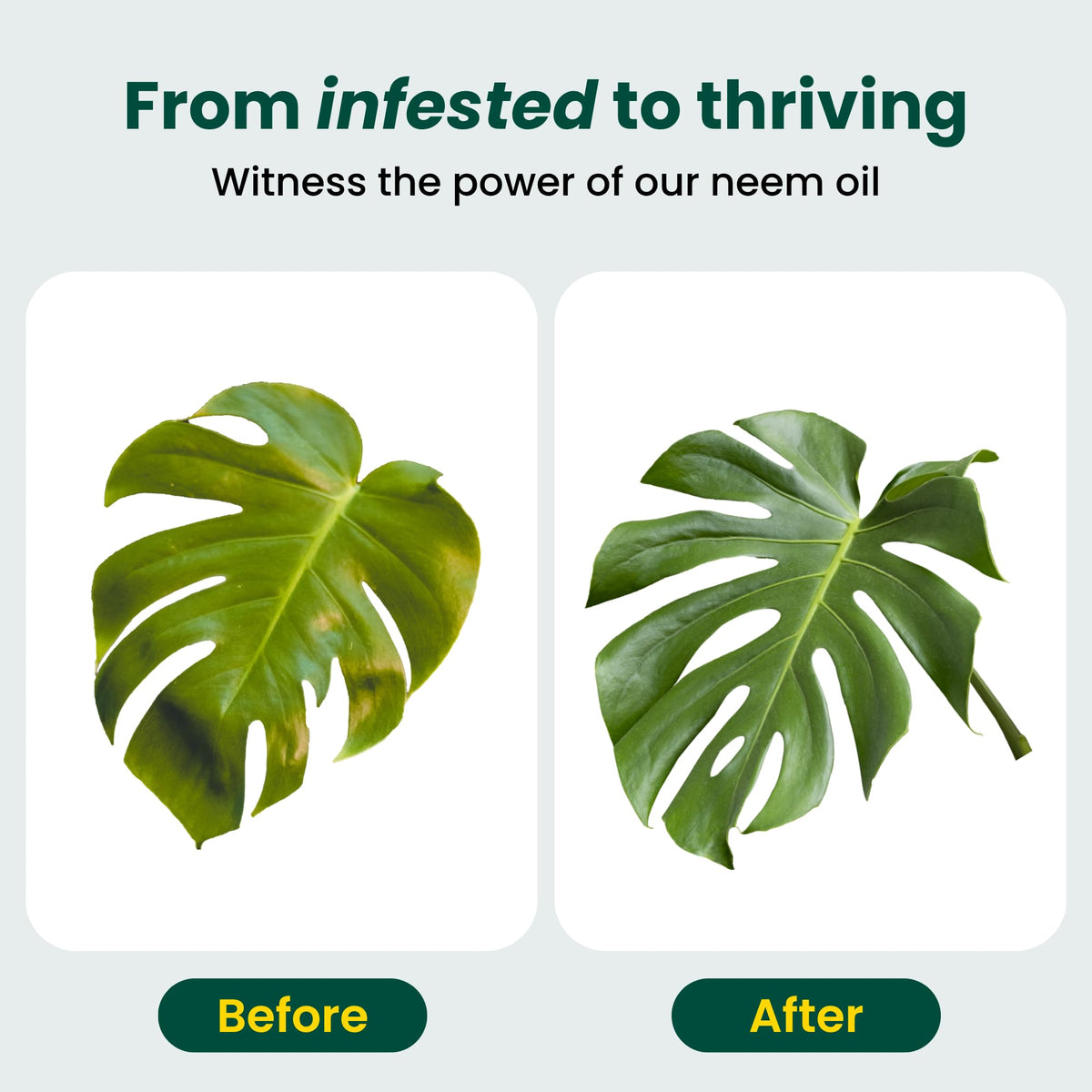 Neem Oil for Plants (Makes 30 Bottles) with Spray Bottle & Essential Oils for Indoor Houseplants & Outdoor Gardens, Natural Leaf Shine