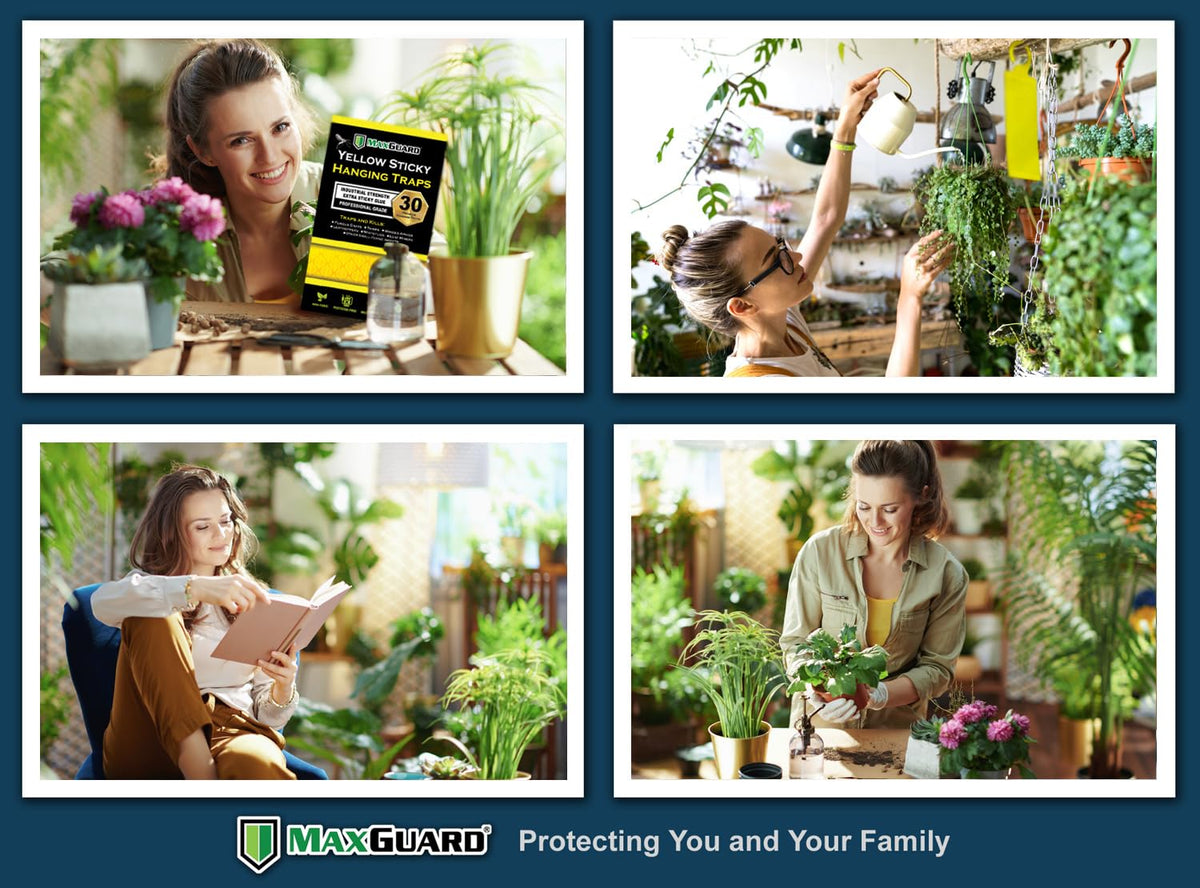 MaxGuard (20 Pack) Yellow Sticky Hanging Traps - Catch and Kill Fungus Gnats, Whiteflies, Mosquitos, Aphids, Leaf Miners, Flying Insect Catcher Glue Trappers for Indoor or Outdoor