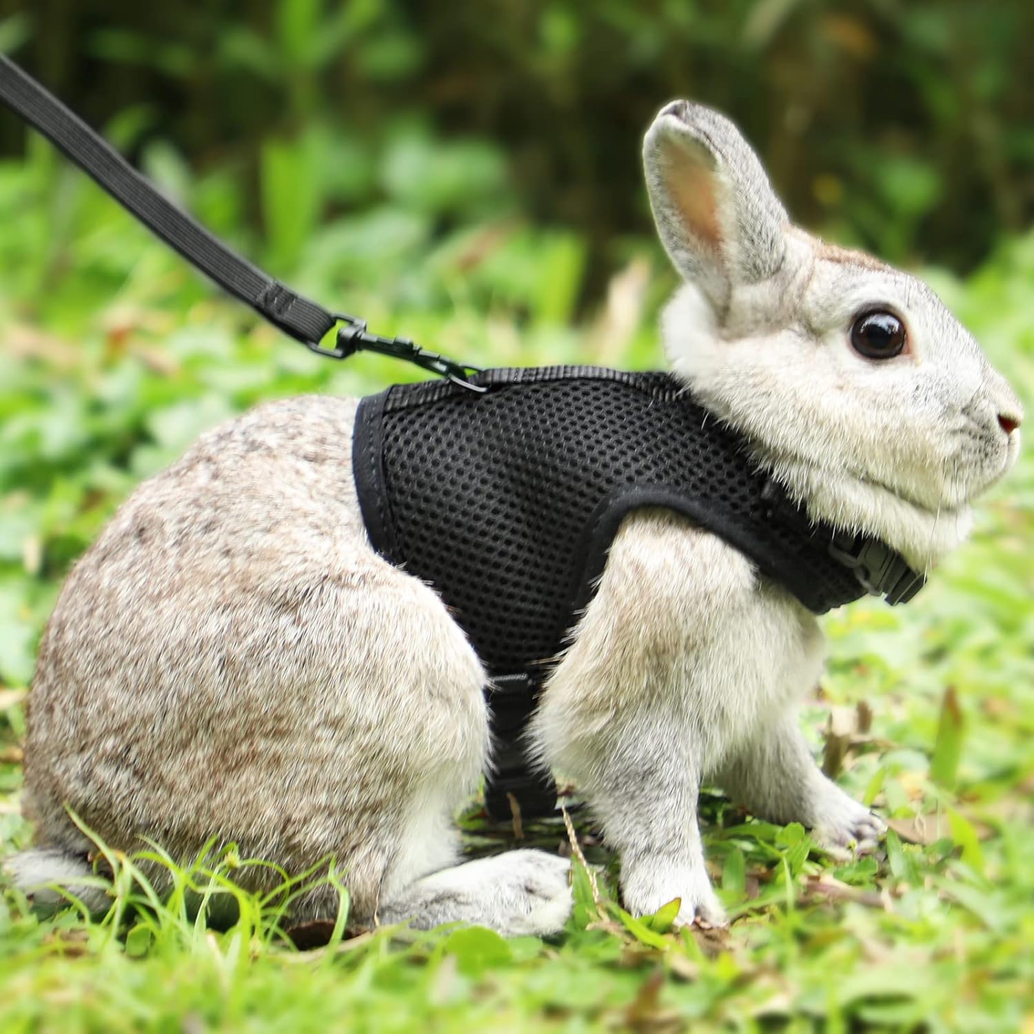Buy now PETTOM Bunny Rabbit Harness with Stretchy Leash Cute Adjustable Buckle Breathable Mesh Vest for Kitten Small Pets Walking (Blue,S) L(Chest:10.6-13.3 in) Black at indiglob india