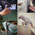 Buy now Pet Bird Leash Parrot Foot Chain Stainless Steel 304 Anklet Ring (Model 15, 14.5mm) at indiglob india