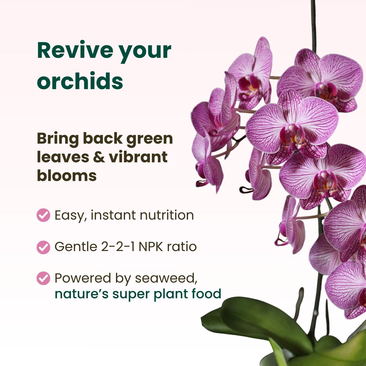 Orchid Fertilizer Spray Kit | Orchid Food Spray for Blooming & Root Health, Enriched with Seaweed Extract (Makes Total 130 fl oz)