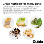 75 Medium 3/4 Inch Dubia Roaches Live, Ideal for Amphibians & Invertebrates, Nutritious & Easy to Keep Live Cockroaches, Perfect for Reptiles, Birds, Rodents, Fish, and More