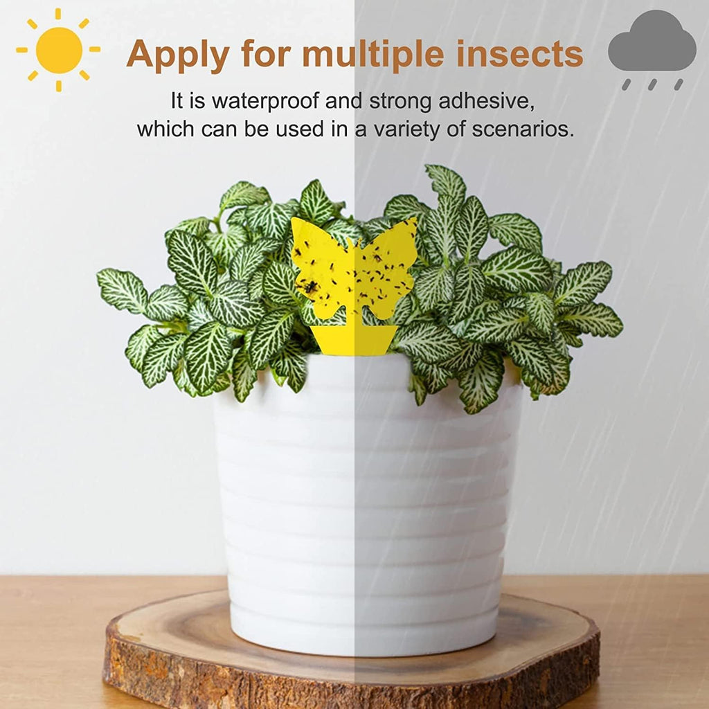 Buy now 36 Pack Fruit Fly Traps for Indoors, Gnat Traps for House Indoor, Sticky Traps Fungus Gnats Killer for Mosquito and Flying Insects, Bug Pest Insect Catcher Killer for Houseplant at indiglob india