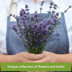 Sow Right Seeds - Insect & Pest Repellent Seed Collection for Planting - Lavender, Catnip, Marigold, Peppermint & Lemon Grass - 5 Packets with Instructions for Home Garden - Natural Pest Solution