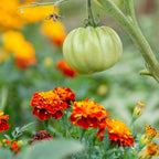 The Old Farmer's Almanac Petite Mixture Marigold Seeds - Premium Non-GMO, Open Pollinated, USA Origin - Approx 200 Flower Seeds