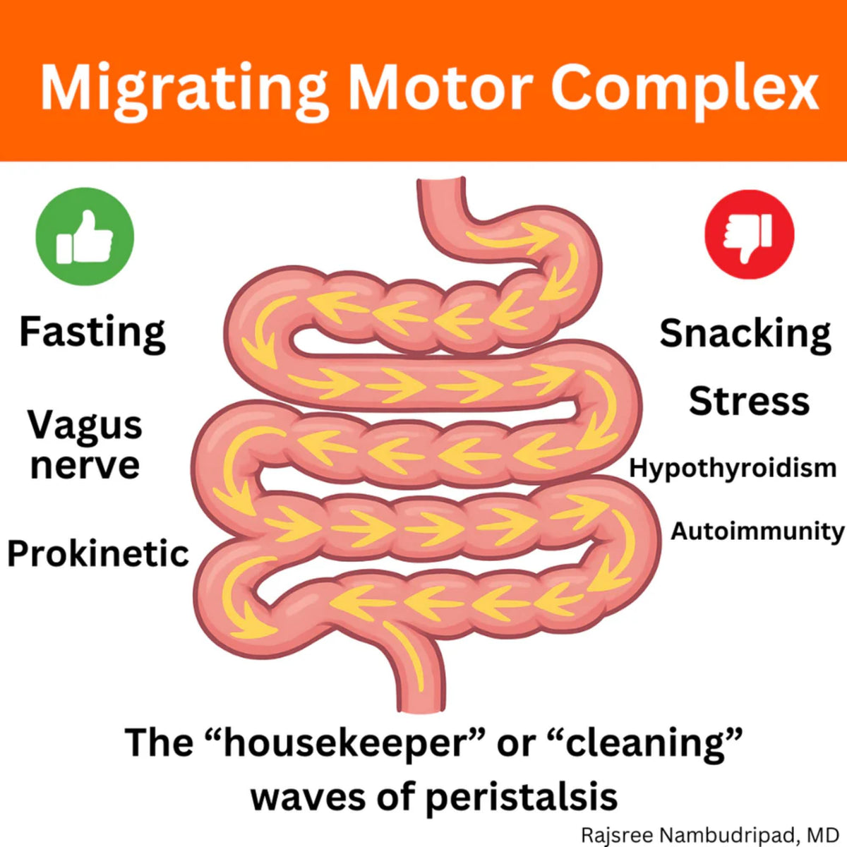 Motility Activator by Dr. Rajsree, MD | Digestive Support for Gas, Bloating & Occasional Constipation | Promotes Small Intestine Movement | Ginger & Artichoke Extract | 60 Capsules