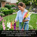 10 Gladiolus Bulbs, Mixed Colors - Sword Lily, Easy to Grow Perennial Garden or Container Flowers