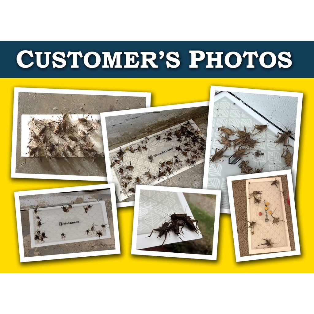 MaxGuard Extra Large Cricket Traps (8 Traps) | Non-Toxic Extra Sticky Glue Board Pre-Baited Cricket Attractant Trap & Kill House Crickets, Insects, Spiders, Bugs