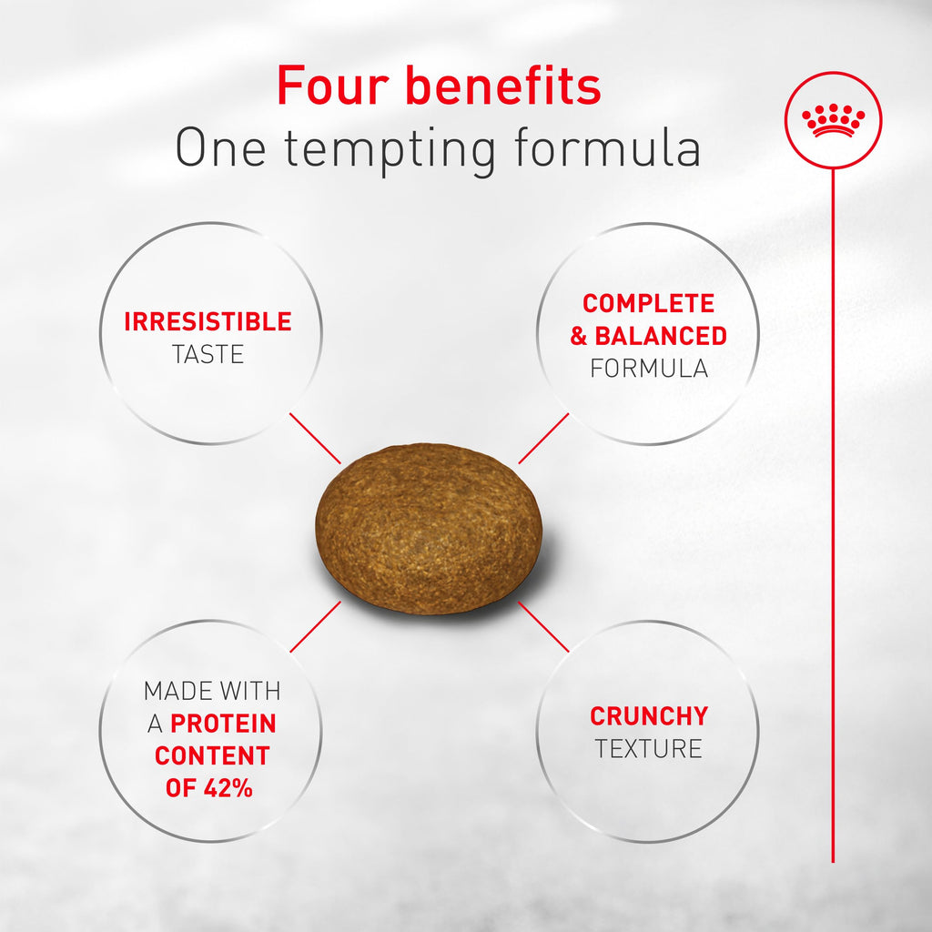 ROYAL CANIN Fussy Dry Cat Food for Adult Cats, Protein-Rich Kibbles for Picky Eaters, Poultry-Based, Supports Healthy Weight and Urinary Health, 7 lb Bag
