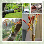 Oligei Grafting Tape 3P, Stretchable Self Adhesive Tree Grafting Tape, Tree Repair Tape for Fruit Trees, Plants, Broken Stem, Floral (Green and White)