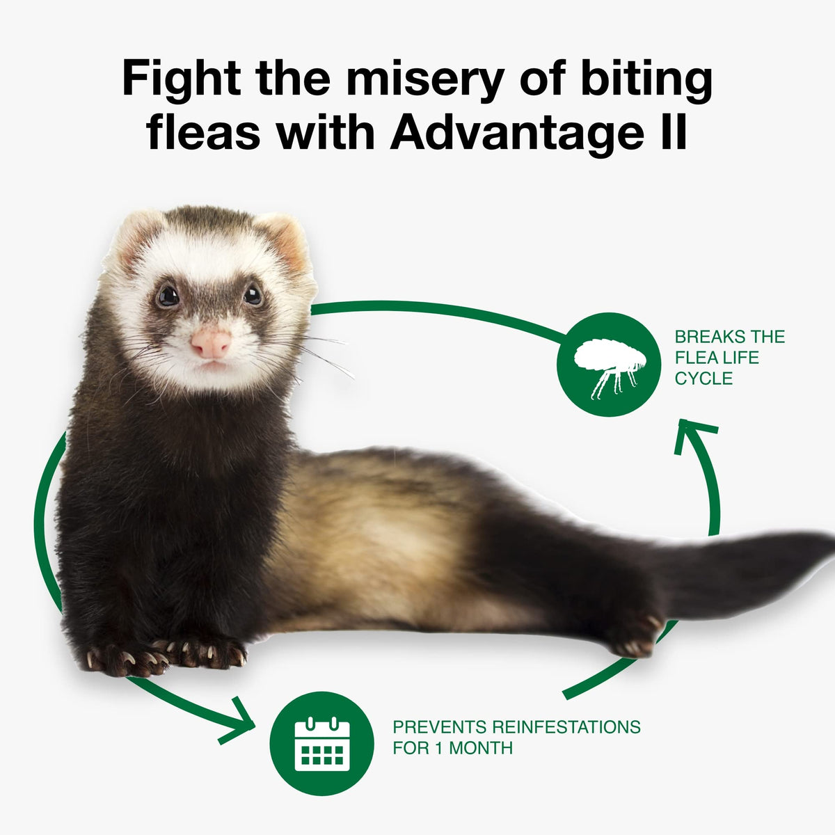 Advantage II Ferret Topical Flea Treatment & Prevention, 2ct