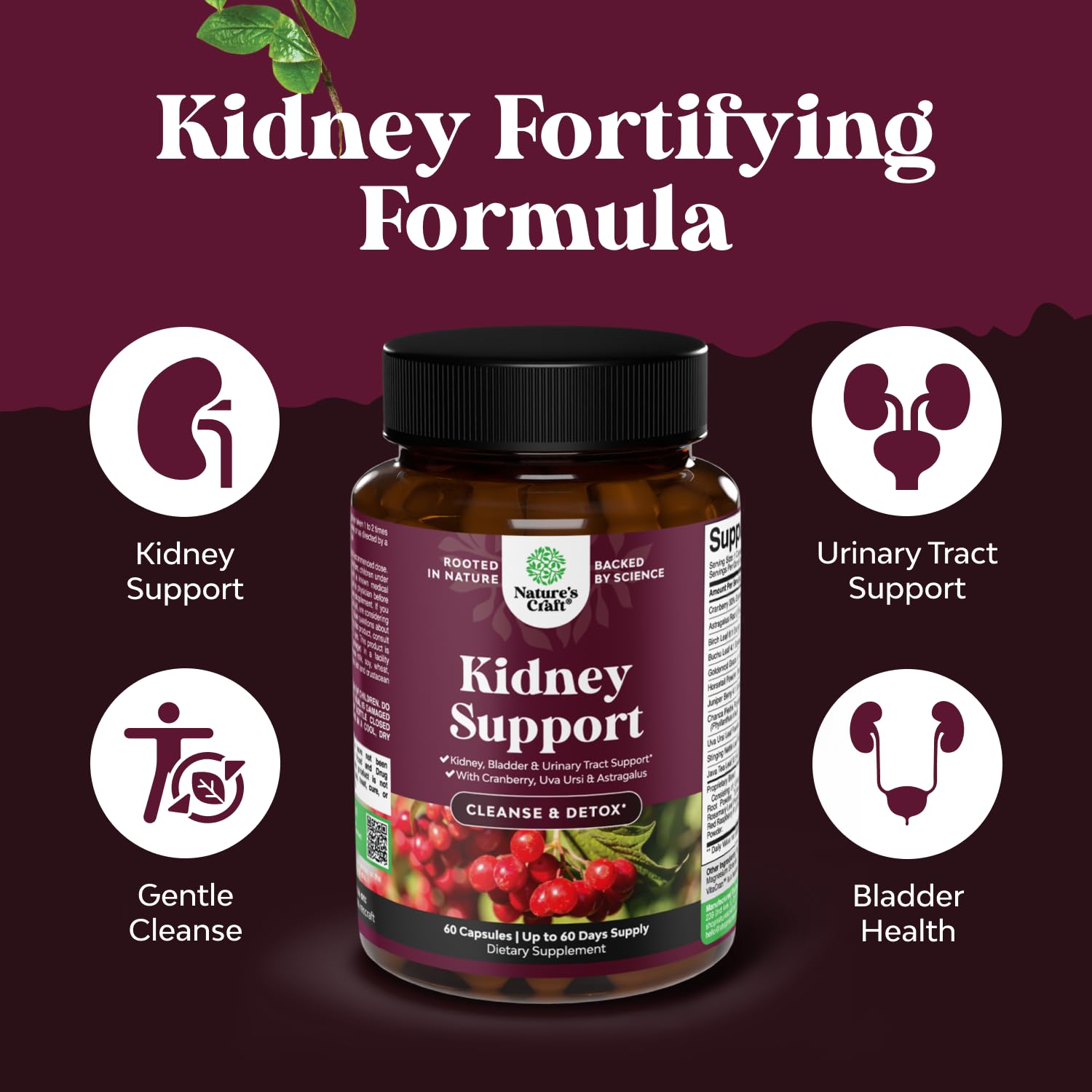 Advanced Kidney Cleanse Support - Cranberry Extract Capsules - 60 Count | Kidney Support Supplement - Uva Ursi, Stinging Nettle Leaf & Astragalus for Kidney Health - Urinary Tract Health Support