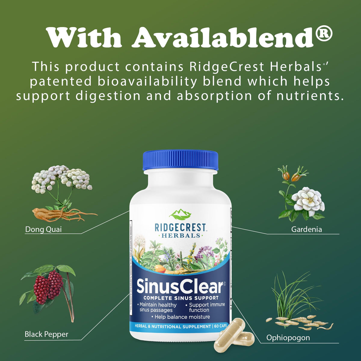 RidgeCrest Herbals SinusClear Mullein Sinus, Nasal and Immune Support 60 Ct
