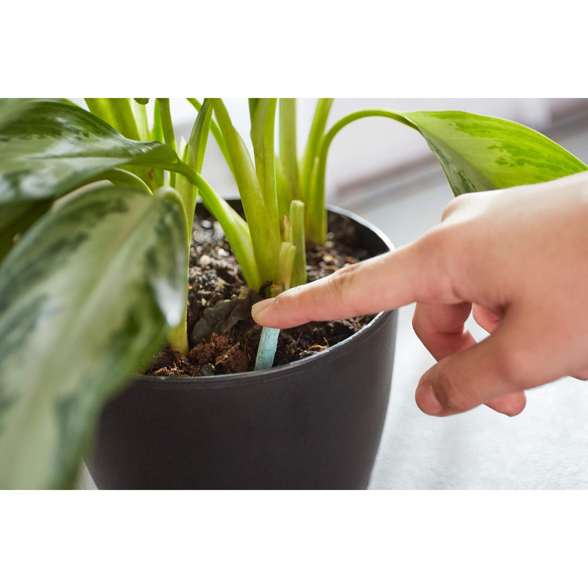 Miracle-Gro Indoor Plant Food Spikes, 48 Spikes (2-Pack)