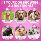 Dog Allergy Chews is Human Grade Itch Relief Multivitamin & Immune Yeast
