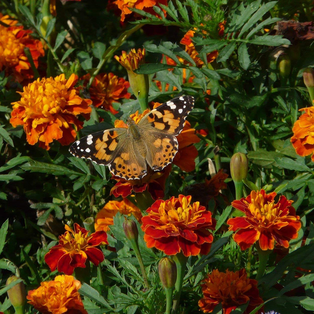 The Old Farmer's Almanac Petite Mixture Marigold Seeds - Premium Non-GMO, Open Pollinated, USA Origin - Approx 200 Flower Seeds
