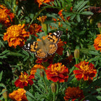 The Old Farmer's Almanac Petite Mixture Marigold Seeds - Premium Non-GMO, Open Pollinated, USA Origin - Approx 200 Flower Seeds