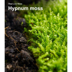 Live Moss Duo Pack 2 Types of Real Live Sheet/Sphagnum Moss for Terrariums, Terrarium Mosses Landscaping, Reptile Tank Accessories, Snake & Gecko Humidity Substrate Mosses for Crafts & Plant Décor