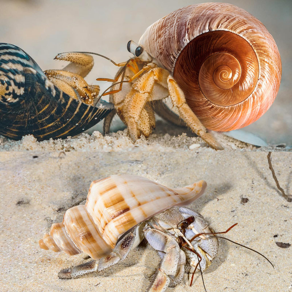 5PCS Large Hermit Crab Shells 2.8"-4" Seashells, Opening 1.5"-2.5"