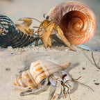 5PCS Large Hermit Crab Shells 2.8"-4" Seashells, Opening 1.5"-2.5"