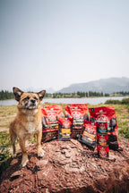 Stella & Chewy's Wild Red Coated GF Red Meat Dry Dog Food, 21 lb