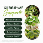 50MG Sulforaphane Supplement from Broccoli Sprouts, Doctor-Formulated | NRF2 Activation, Cellular Health & Immune Support, Glucoraphanin & Myrosinase, Third-Party Tested, 60 Broccoli Seed Beadlets