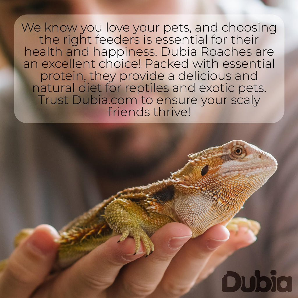 75 Medium 3/4 Inch Dubia Roaches Live, Ideal for Amphibians & Invertebrates, Nutritious & Easy to Keep Live Cockroaches, Perfect for Reptiles, Birds, Rodents, Fish, and More