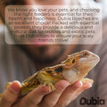 75 Medium 3/4 Inch Dubia Roaches Live, Ideal for Amphibians & Invertebrates, Nutritious & Easy to Keep Live Cockroaches, Perfect for Reptiles, Birds, Rodents, Fish, and More