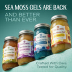 Buy now TrueSeaMoss Sea Moss Gel – Made in USA – Wildcrafted Seamoss, Fruits & Jarred Vegetables – Pineapple, Pack of 1 (Labels may Vary) at indiglob india