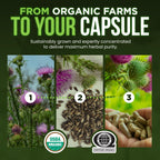 OmniBiotics Organic Milk Thistle Supplement 1500mg – 4X Concentrated Extract with Silymarin – High Potency Liver Detox & Support – 120 Vegan Capsules