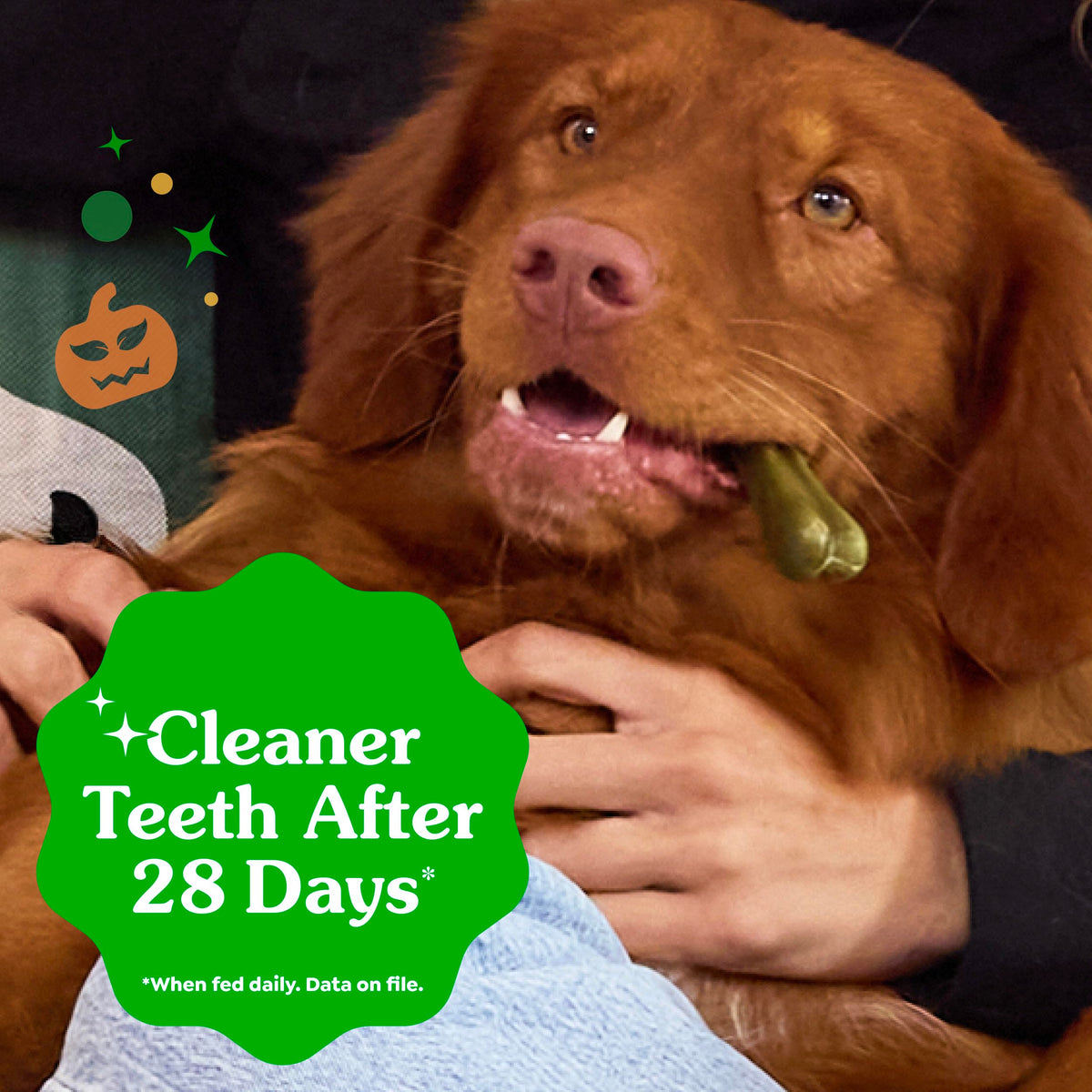 Greenies Teenie Natural Dental Dog Treats, Pumpkin Spice Flavor, 43 Count