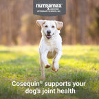 Nutramax Cosequin Joint Supplement for Dogs, Skin & Coat, Soft Chews,120ct