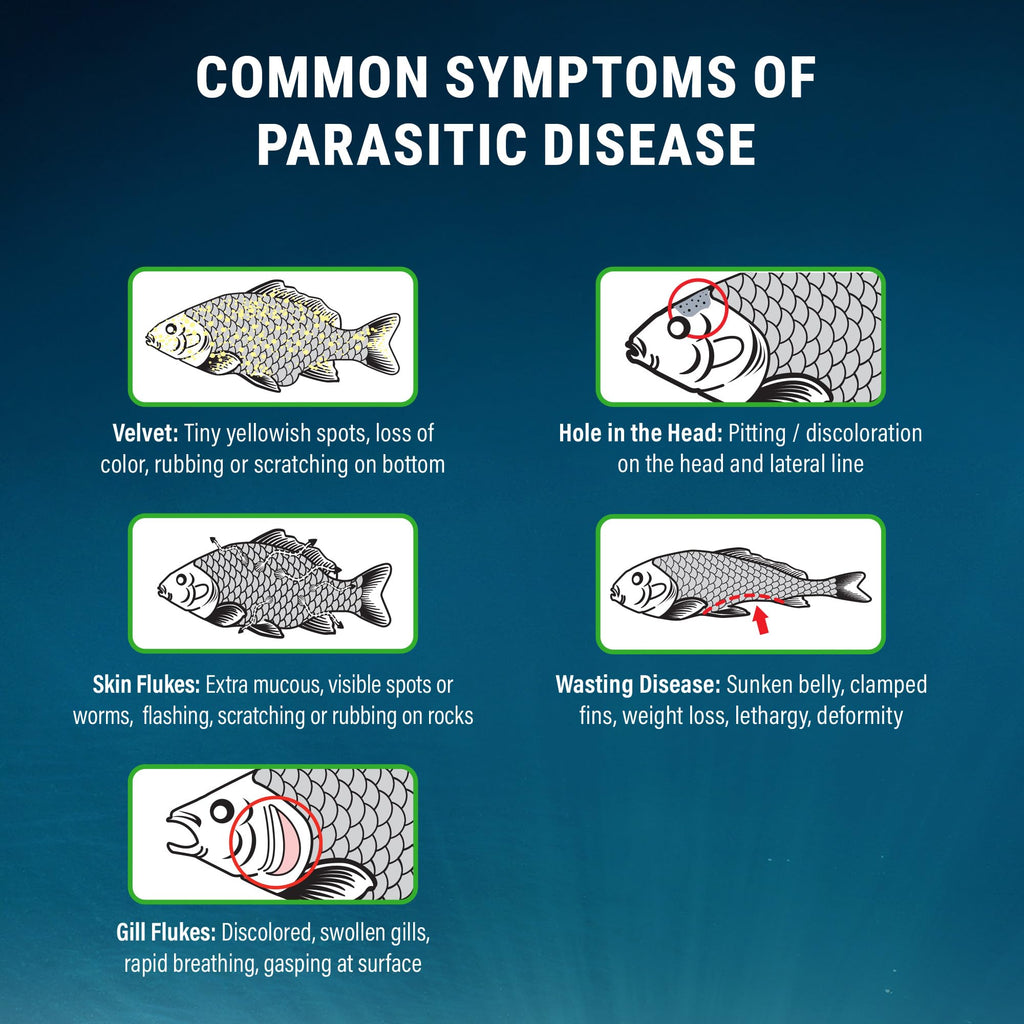 Fritz Aquatics ParaCleanse Provides Fast Relief from Parasitic Diseases (20-Count)