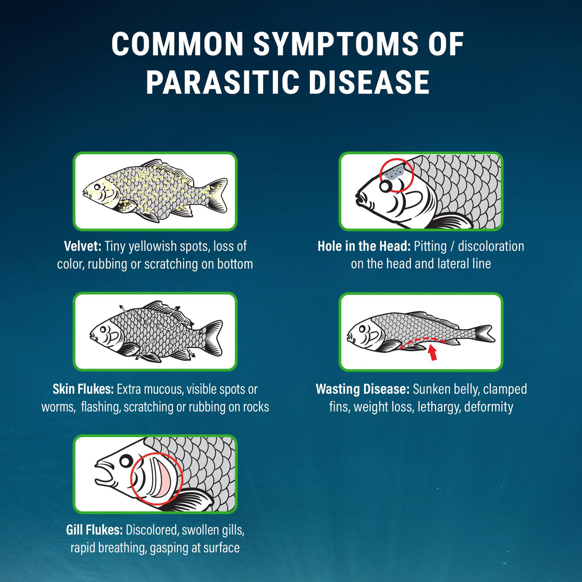 Fritz Aquatics ParaCleanse Provides Fast Relief from Parasitic Diseases (20-Count)