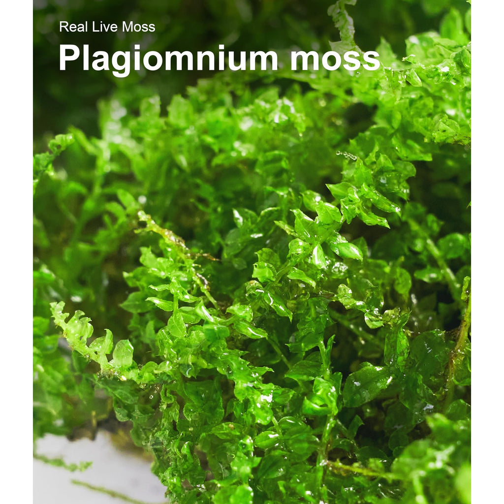 Live Moss Duo Pack 2 Types of Real Live Sheet/Sphagnum Moss for Terrariums, Terrarium Mosses Landscaping, Reptile Tank Accessories, Snake & Gecko Humidity Substrate Mosses for Crafts & Plant Décor