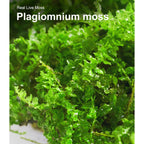 Live Moss Duo Pack 2 Types of Real Live Sheet/Sphagnum Moss for Terrariums, Terrarium Mosses Landscaping, Reptile Tank Accessories, Snake & Gecko Humidity Substrate Mosses for Crafts & Plant Décor