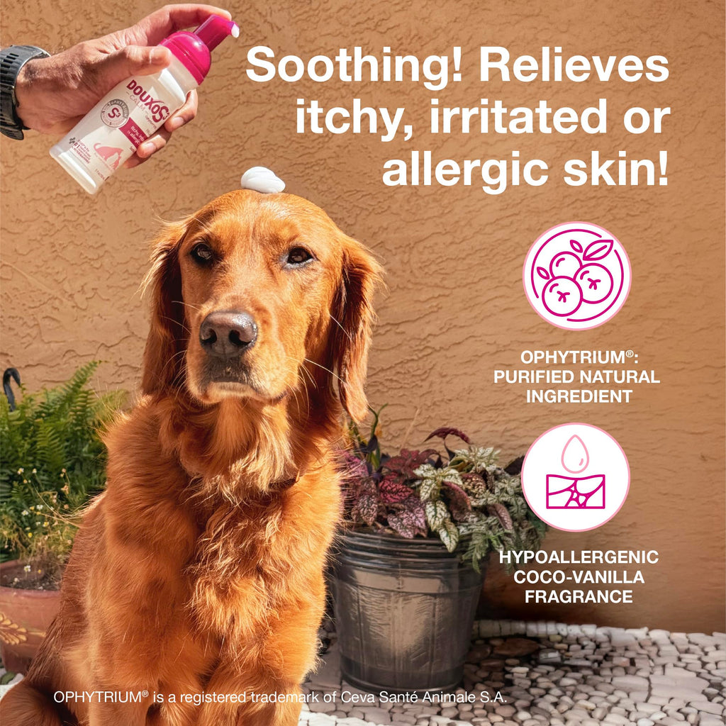 Douxo S3 Calm Itch Soothing Mousse for Dogs & Cats