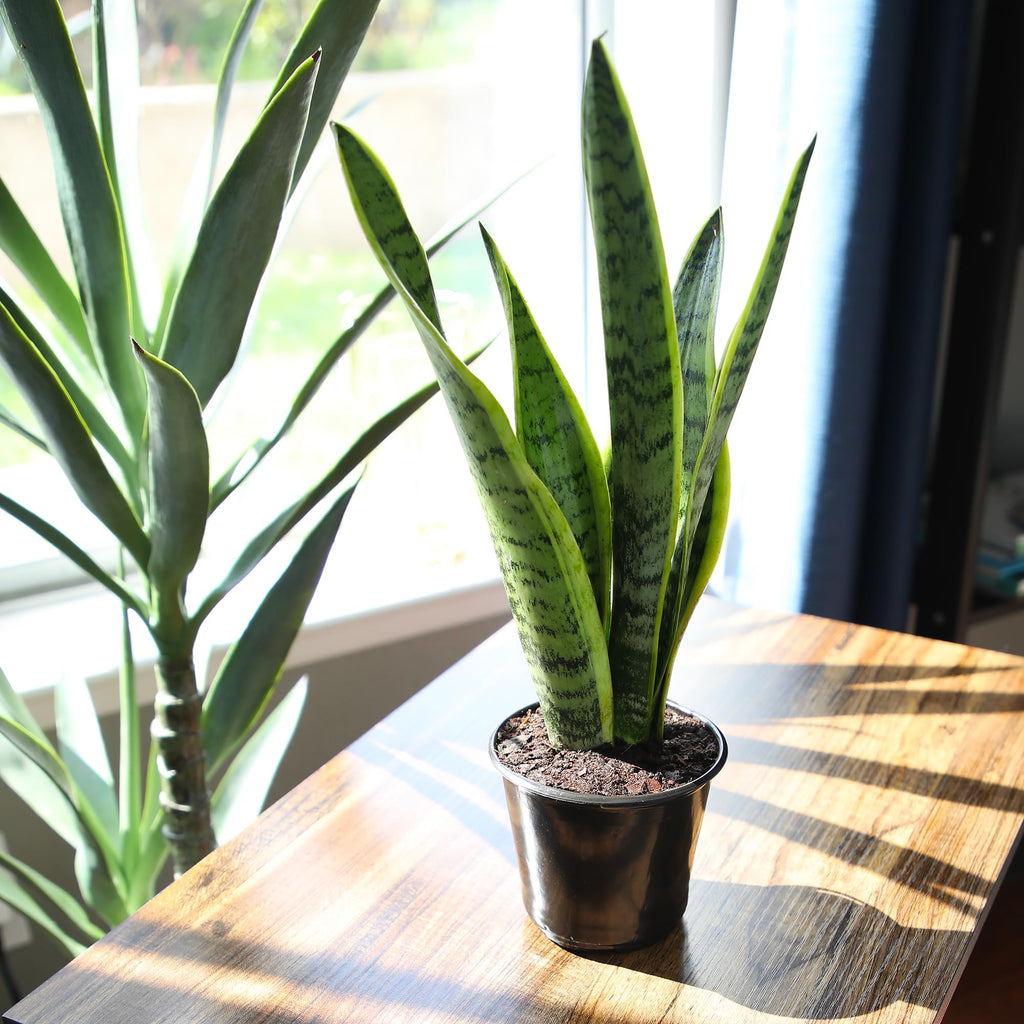 Altman Plants Live Snake Plant (Laurentii), Virtually Indestructible, Easy Succulent Houseplant, 4 in Pot
