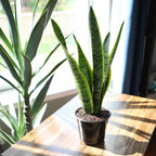 Altman Plants Live Snake Plant (Laurentii), Virtually Indestructible, Easy Succulent Houseplant, 4 in Pot